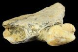 Cave Bear (Ursus) Fossil Jaw Section with Tooth - L'Herm, France #154867-2